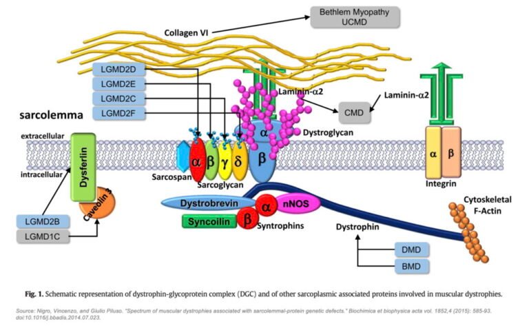 DGC-Genetic-Disorders-JPEG-1024x631.jpg